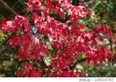 山口姫山の麓の紅葉 山口姫山の麓の紅葉 108515783