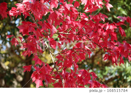 山口姫山の麓の紅葉 108515784