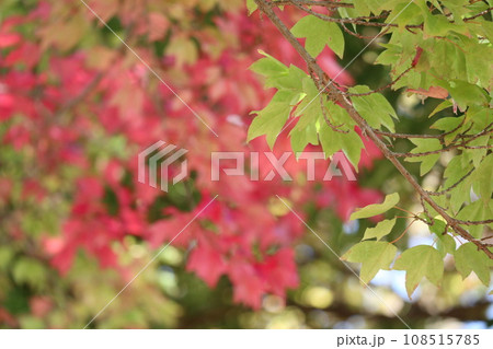 山口姫山の麓の紅葉 山口姫山の麓の紅葉 108515785
