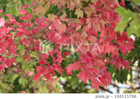 山口姫山の麓の紅葉 山口姫山の麓の紅葉 108515786