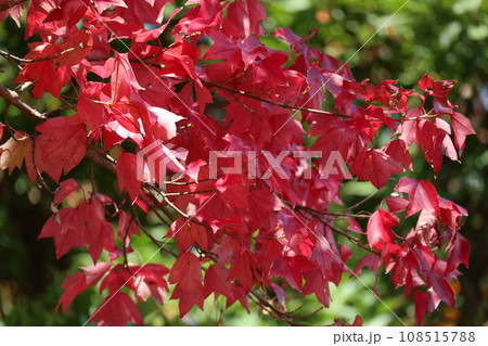 山口姫山の麓の紅葉 山口姫山の麓の紅葉 108515788