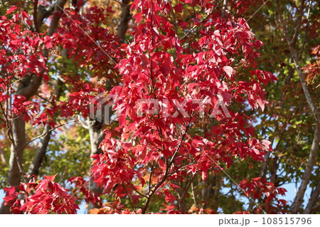 山口姫山の麓の紅葉 108515796