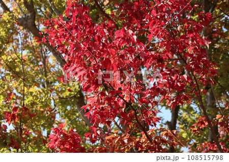 山口姫山の麓の紅葉 108515798