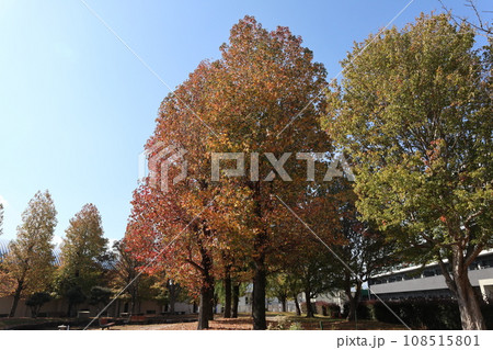 山口姫山の麓の紅葉 108515801