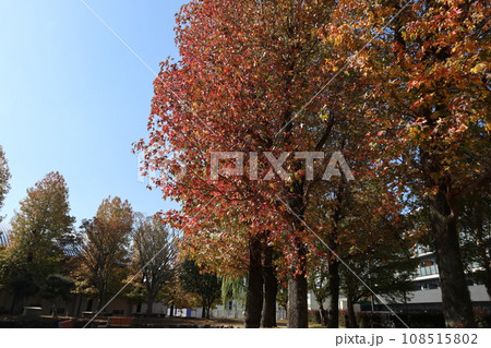 山口姫山の麓の紅葉 山口姫山の麓の紅葉 108515802