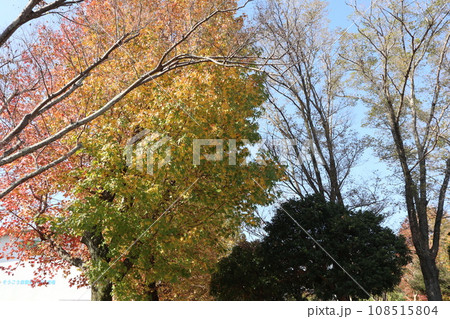 山口姫山の麓の紅葉 山口姫山の麓の紅葉 108515804