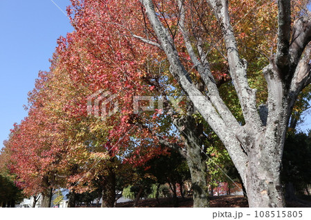 山口姫山の麓の紅葉 108515805