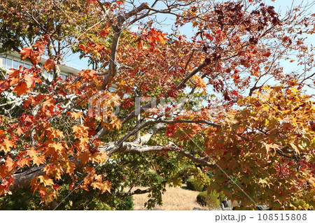 山口姫山の麓の紅葉 108515808