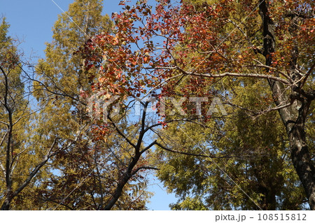 山口姫山の麓の紅葉 108515812