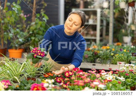 Woman buying common primrose in flower shop 108516057