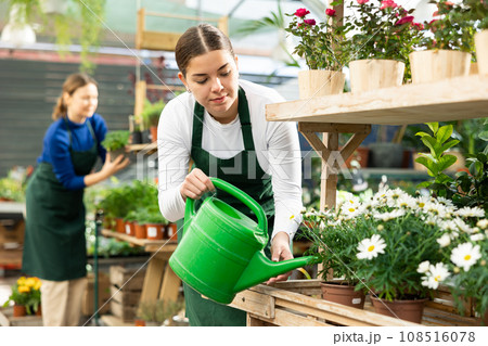 Woman seller watering chrysanthemum shrub in flower shop 108516078