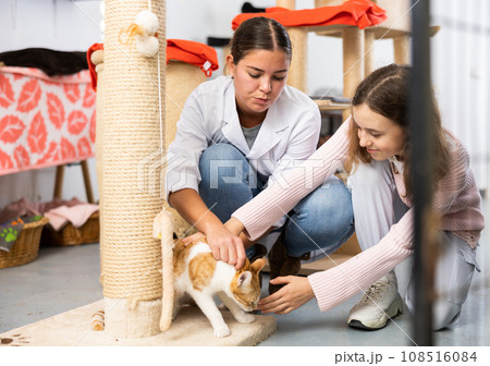 Preteen girl petting red and white cat with female worker in shelter Preteen girl petting red and white cat with female worker in shelter 108516084