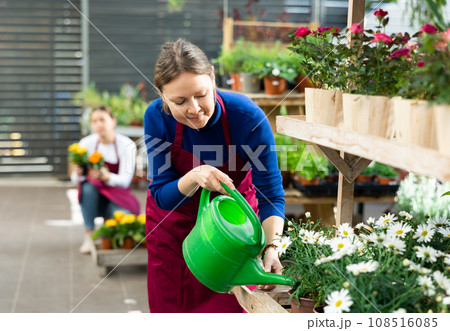 flower shop worker carefully waters daisy bushes flower shop worker carefully waters daisy bushes 108516085