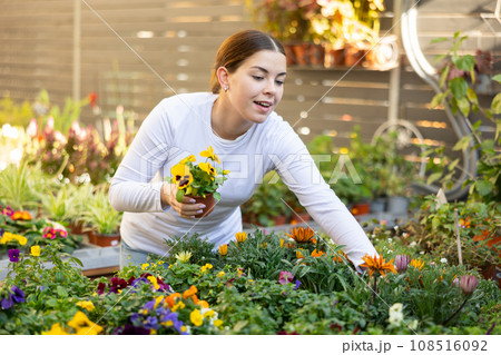 woman shopper is choosing about which flower to buy - gazania or pansies woman shopper is choosing about which flower to buy - gazania or pansies 108516092