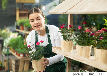 female worker holding flower pot with rose bush in her hands female worker holding flower pot with rose bush in her hands 108516112