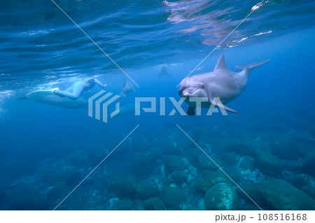 イルカ_御蔵島_11_向かってくる単独イルカ イルカ_御蔵島_11_向かってくる単独イルカ 108516168