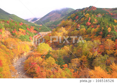 紅葉の安政火口 108516526