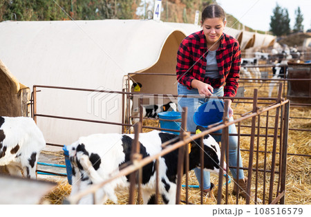 Positive young woman farmer petting and feeding calves during the day on ranch. Cattle breeding, taking care of animals, dairy and meat production concept Positive young woman farmer petting and feeding calves during the day on ranch. Cattle breeding, taking care of animals, dairy and meat production concept 108516579