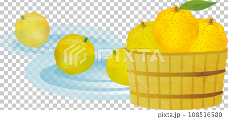 桶に入ったゆずの水彩画　イラスト素材 108516580