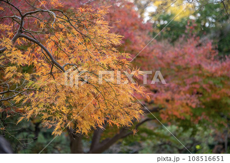 戸越公園　秋　紅葉　東京都品川区 108516651