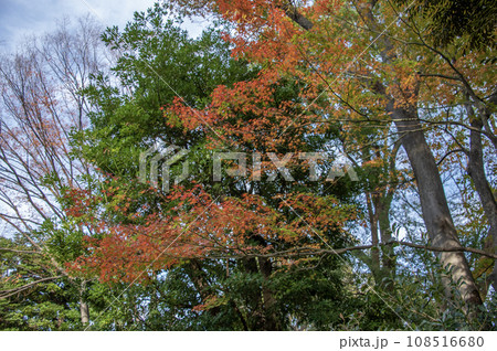 戸越公園　秋　紅葉　東京都品川区 108516680