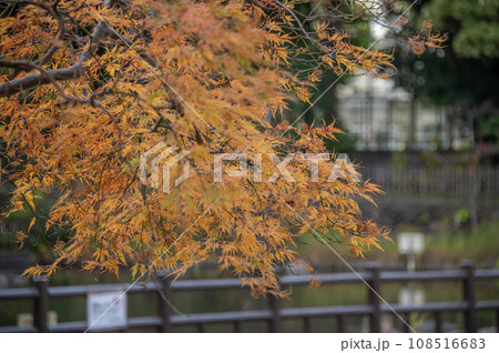 戸越公園　秋　紅葉　東京都品川区 108516683