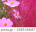 コスモスとコキア 108516687