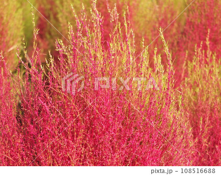 赤色のコキア 108516688
