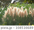 秋の風物パンパスグラス 108516689