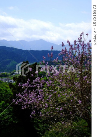 丹沢山系と桐の花　【相模原市津久井　4月】 108516873