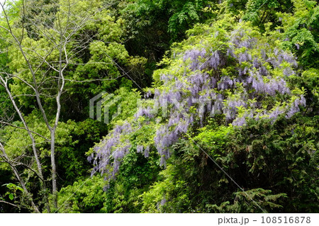 新緑に包まれた藤の花　【相模原市津久井　4月】 108516878