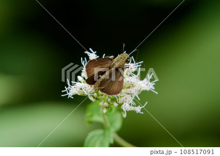 キク科ヒヨドリバナ訪花昆虫セセリチョウ科チャバネセセリ♀ キク科ヒヨドリバナ訪花昆虫セセリチョウ科チャバネセセリ♀ 108517091
