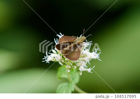 キク科ヒヨドリバナ訪花昆虫セセリチョウ科チャバネセセリ♀ 108517095