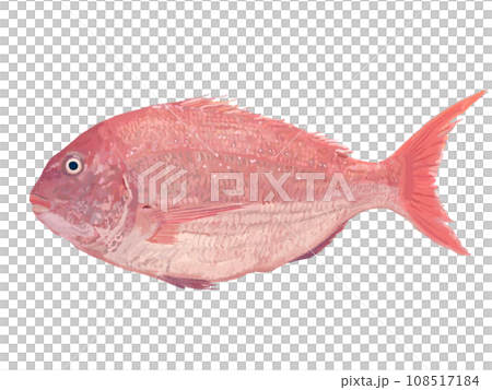 紅鯛魚的插圖 108517184
