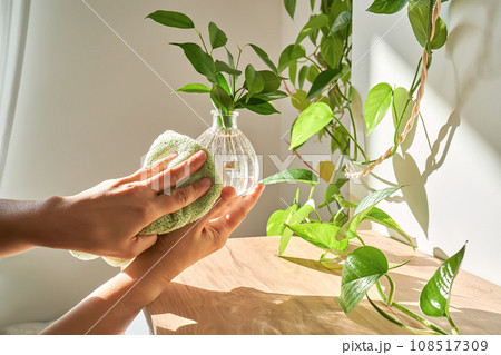A woman's hand wipes a glass vase with a sprout with a soft plush rag. 108517309