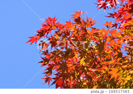 モミジの紅葉 108517365