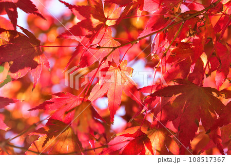 モミジの紅葉 モミジの紅葉 108517367