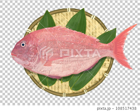 真鯛（ザル、笹の葉付き） 108517438