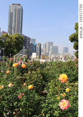 中之島公園　北浜駅　大阪メトロ　淀屋橋駅　御堂筋線　堺筋線　バラ　秋バラ　薔薇　オフィスビル 108517780