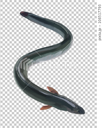 Eel (fresh fish) 108517793