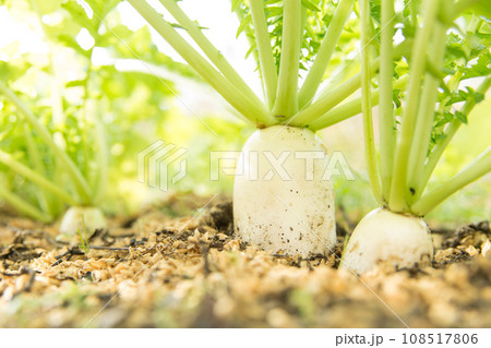 畑の大根 108517806