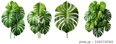 Monstera Deliciosa - Unique split leaves, adds tropical vibes Monstera Deliciosa - Unique split leaves, adds tropical vibes 108518568