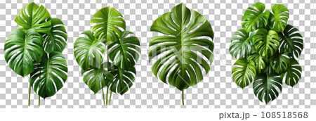 Monstera Deliciosa - Unique split leaves, adds tropical vibes Monstera Deliciosa - Unique split leaves, adds tropical vibes 108518568