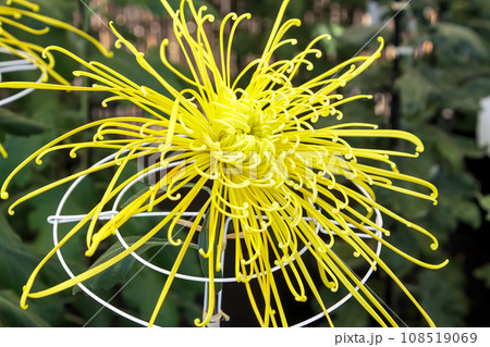 管弁が放射状にのびる管物、キクの花 108519069