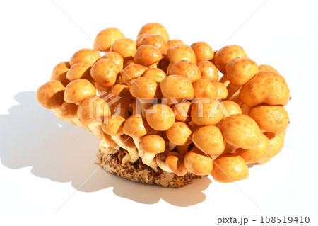 きのこ（なめこ） 108519410