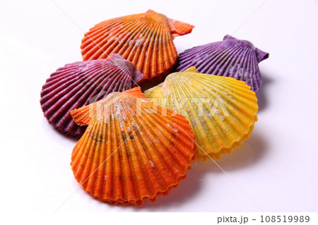 ひおうぎ貝03 108519989
