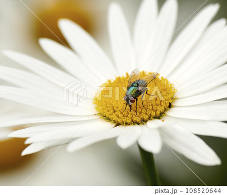 Common green bottle fly pollinating a white daisy flower. Closeup of one blowfly feeding off nectar from a yellow pistil center on a plant. Macro of a lucilia sericata insect and bug in an ecosystem 108520644