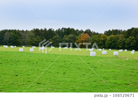 ロールベールサイレージ 108520671