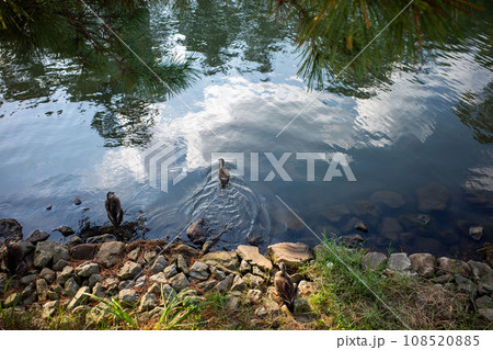 国宝松江城堀川 108520885