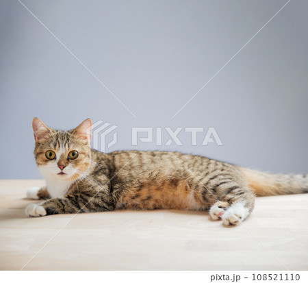 In this heartwarming cat portrait, an isolated little grey Scottish Fold cat stands on a white background, showcasing its playful and cheerful nature with a straight tail. In this heartwarming cat portrait, an isolated little grey Scottish Fold cat stands on a white background, showcasing its playful and cheerful nature with a straight tail. 108521110